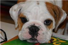 cutest little puppy ever!